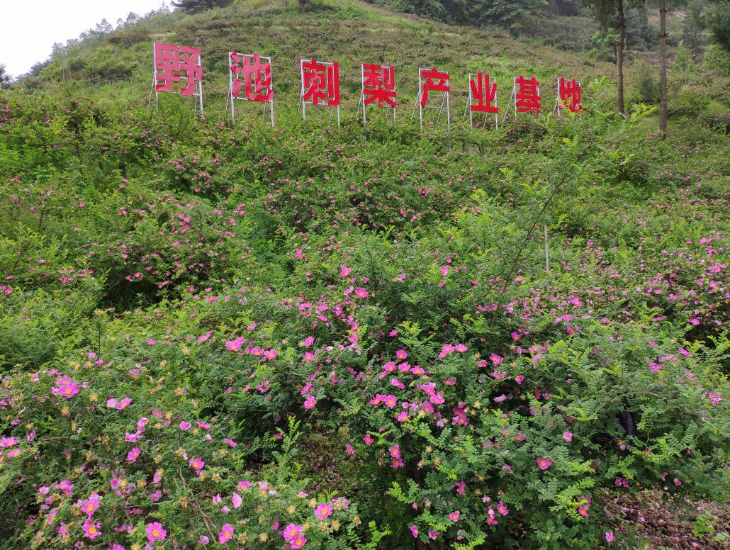 野池刺梨基地落户中国刺梨之乡
