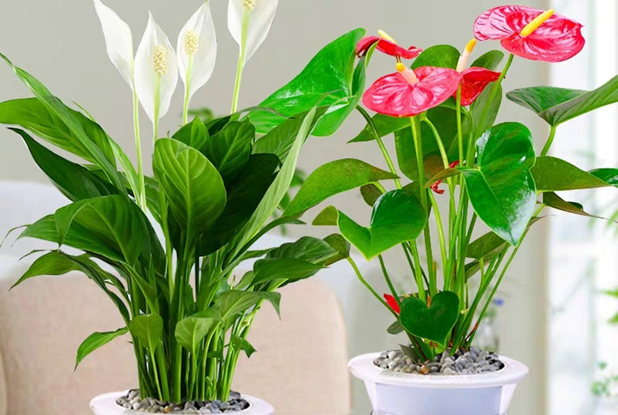 十种容易开花的室内植物不需要晒太阳也能开花花朵叶子都好看