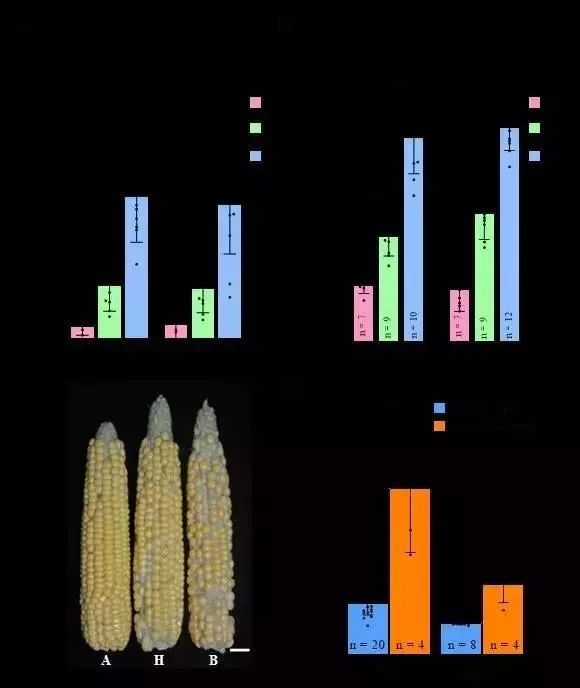 重大喜讯陈绍江教授课题组成功克隆新的玉米单倍体关键诱导基因zmdmp