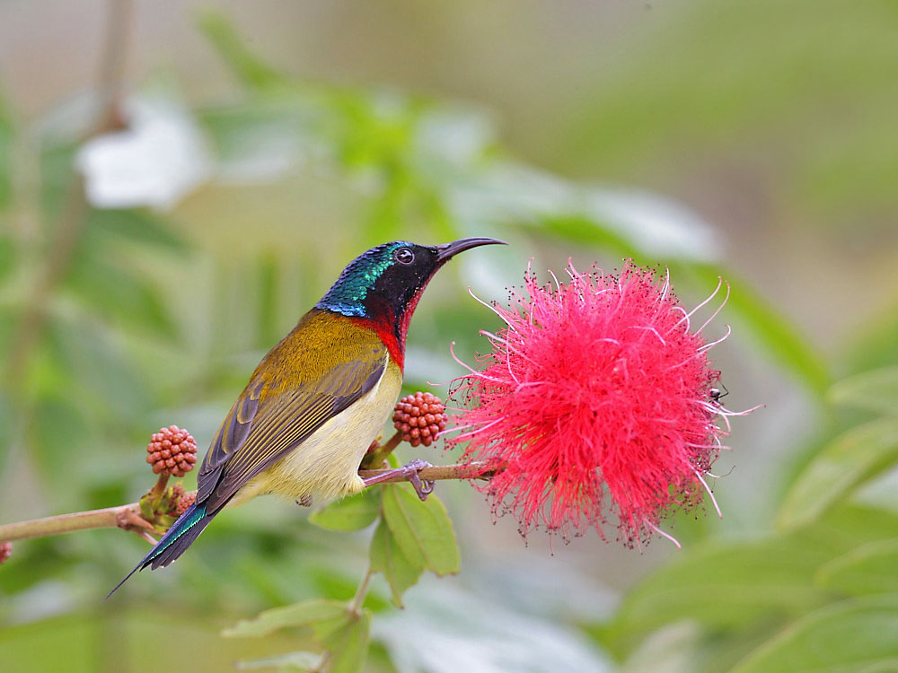梦见鸟是什么意思