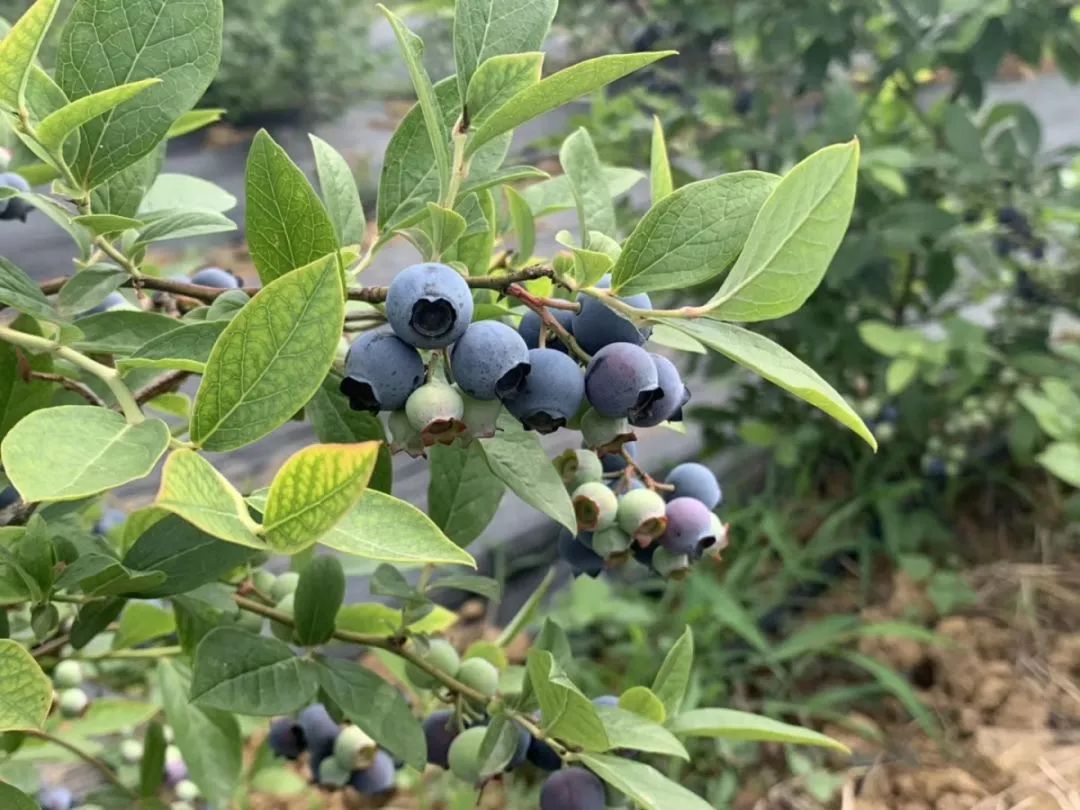 藍莓谷生態園)2019.6.15-6.16