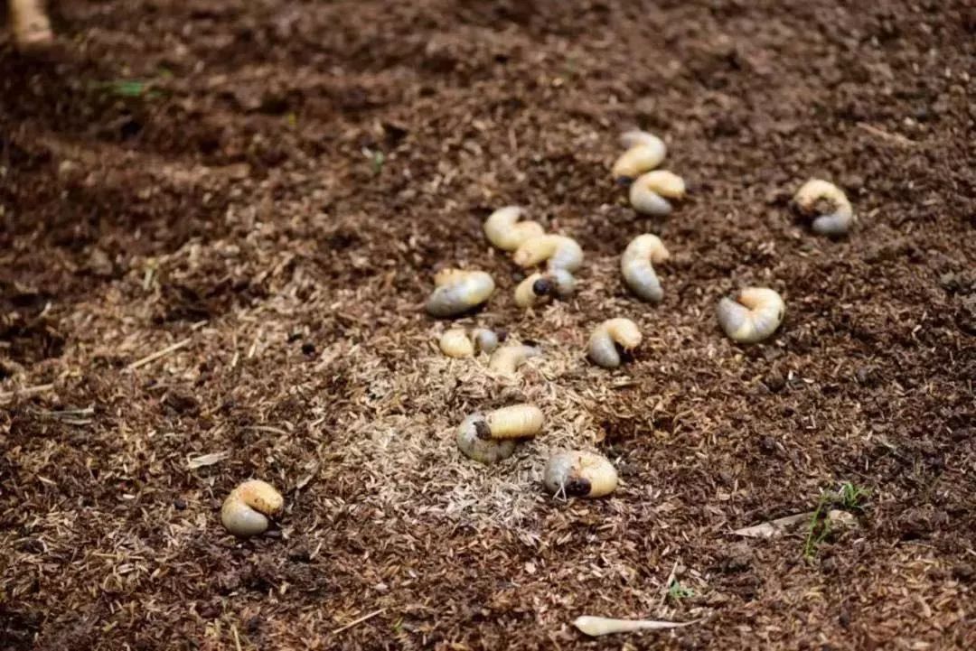 暑假湖南科考营仅第二期有名额昆虫化石爱好者不可错过