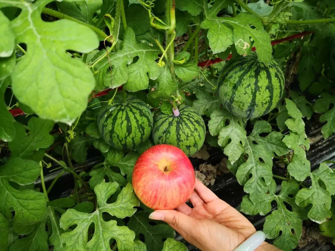 平湖苹果西瓜上市长啥样