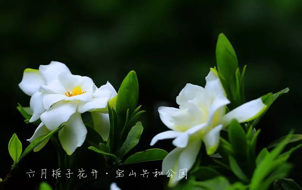栀子花洁白如雪,香气四溢,它天生与人亲近,供人们玩赏,小姑娘们把它带