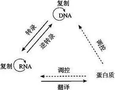 rna中心法则图解图片