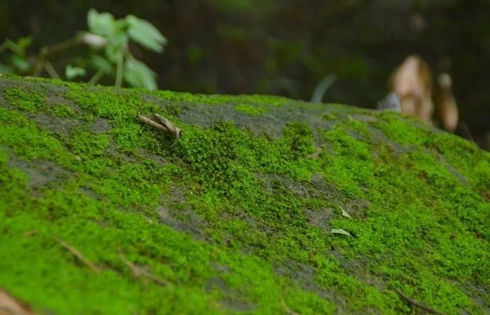 蔬菜大棚内为啥长青苔?咋办?_土壤