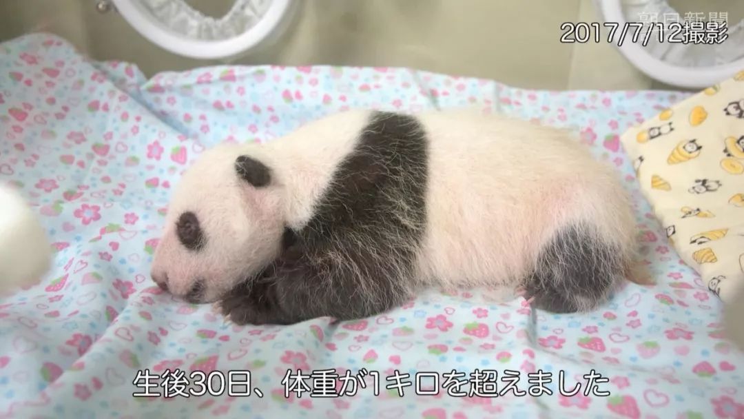 大熊猫香香2岁成长日记月半团团究竟是如何萌翻全日本的
