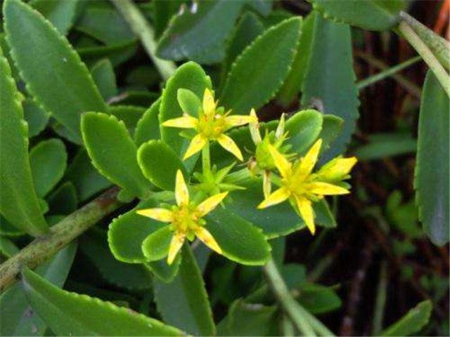 景天雪见徐长卿竟然都是中药名称我不是最后一个知道的