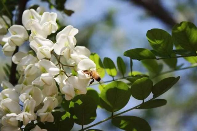 槐花蜜主產地以陝西,山東為主,質量上以陝西延安的