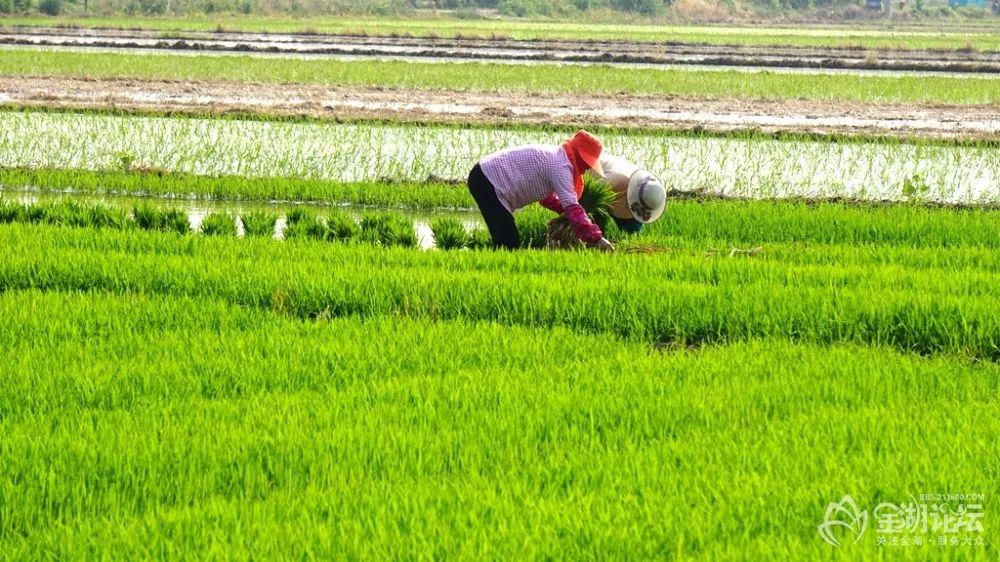 金湖农民抢抓农时插秧忙待到秋日好收成_农田