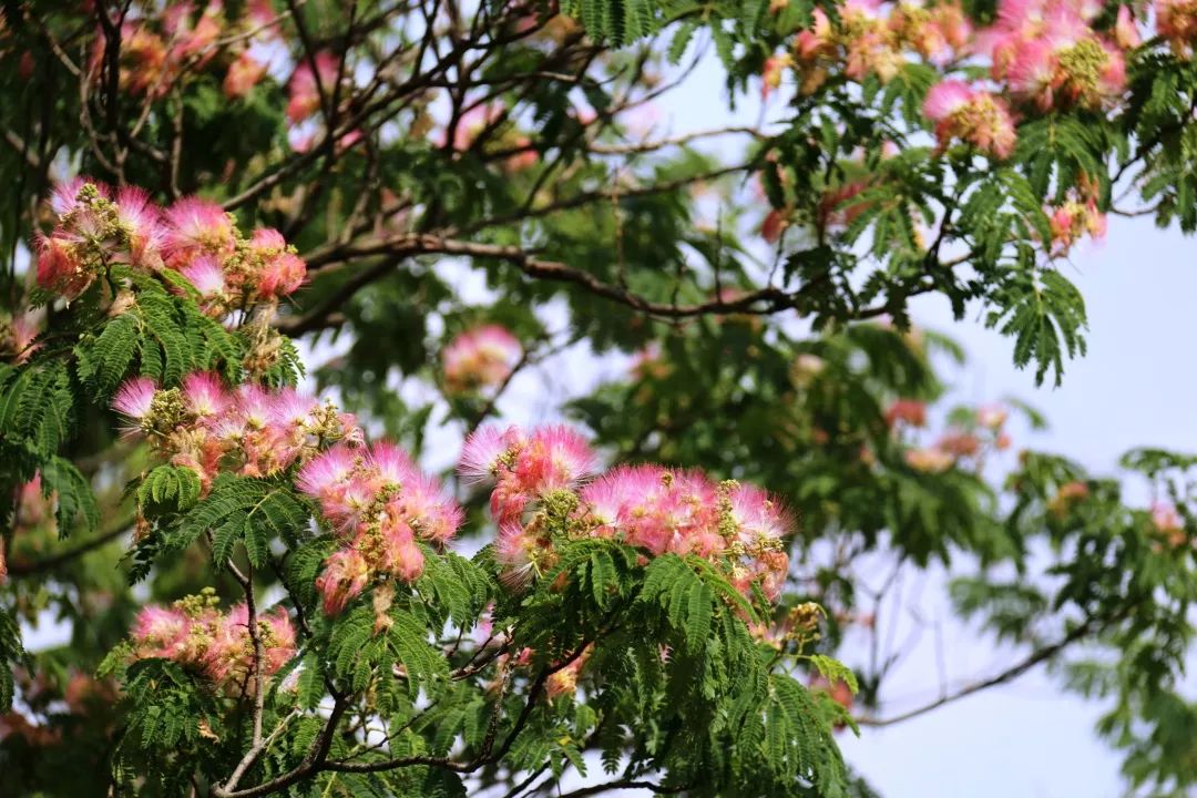 美爆了大宁公园18000㎡花海盛放赶紧来打卡