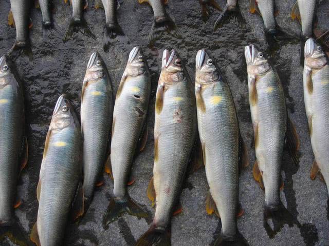 在日本此鱼被誉为"清流的女王"对水质要求极高