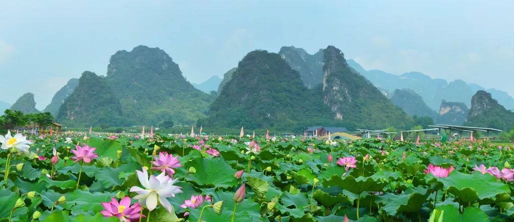 成行九龍峰林小鎮峰林荷花相約溶洞體驗驚險玻璃棧道