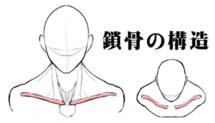 如何绘画人物锁骨的结构?教你轻松画出迷人的锁骨!