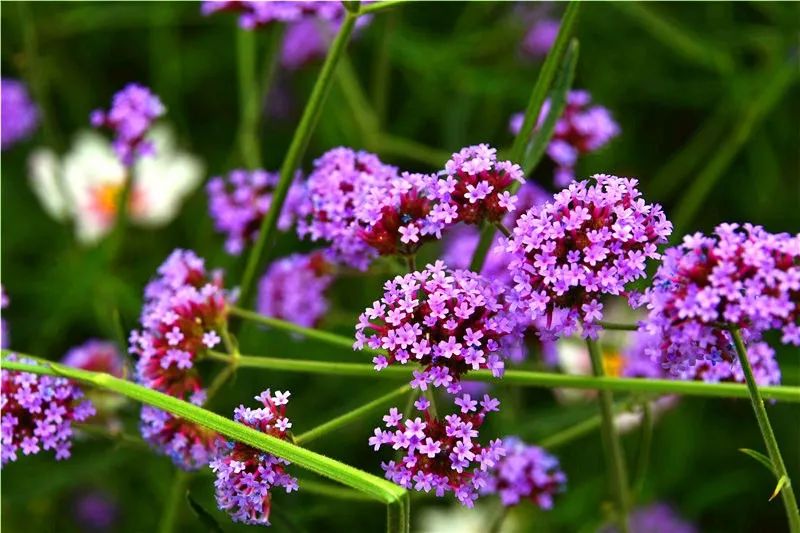 柳叶马鞭草花海一夜爆红后如果可以请离我远点