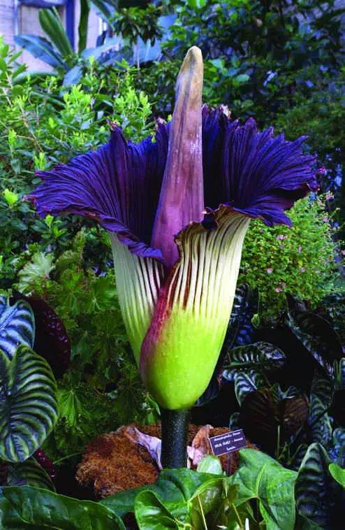 徐闻惊现巨型怪花据说七年一开花还是世界珍稀濒危植物