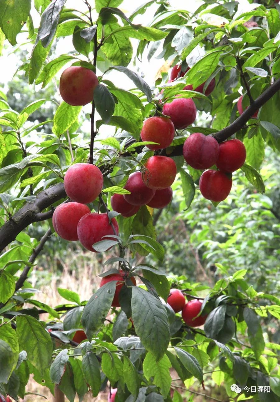 桃李又丰收果农笑开颜