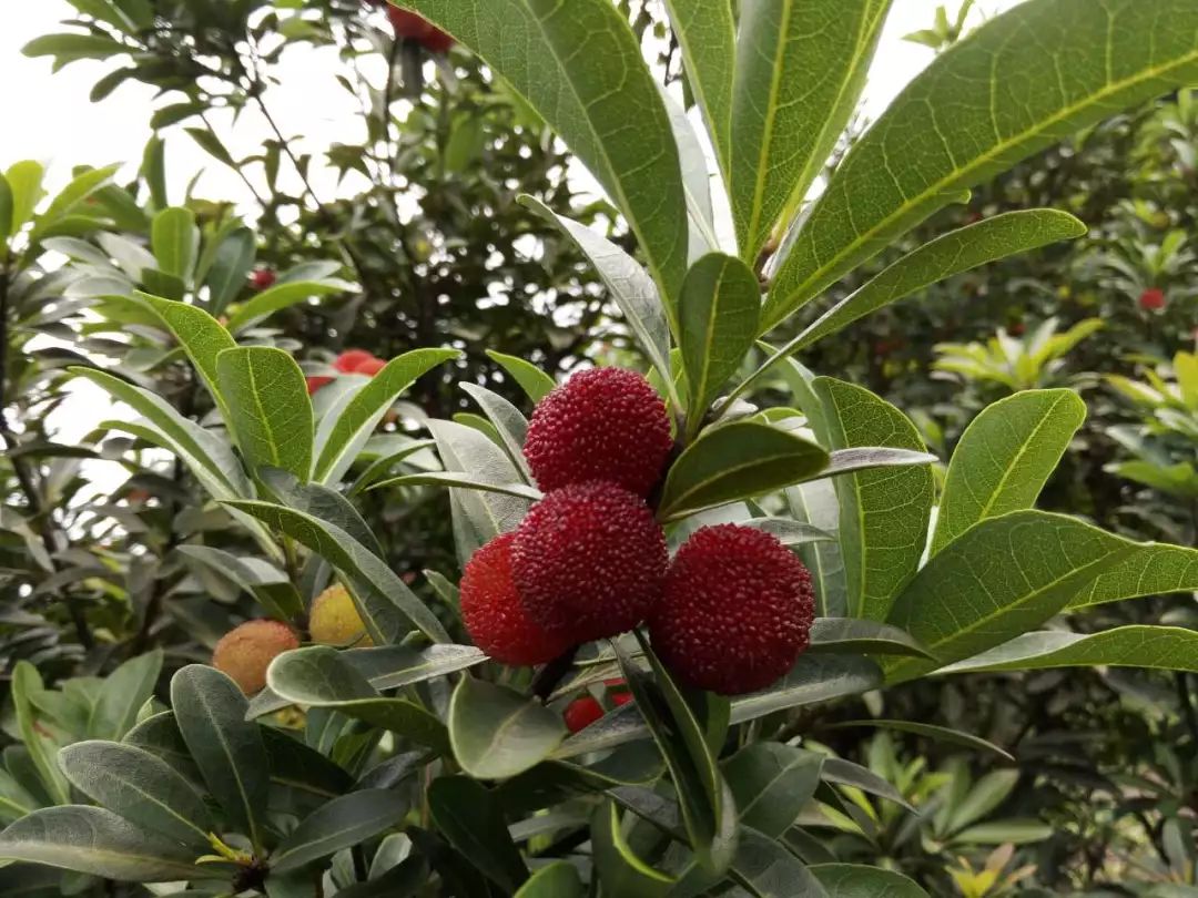 产地食材▎靖州杨梅难忘的夏日小确幸