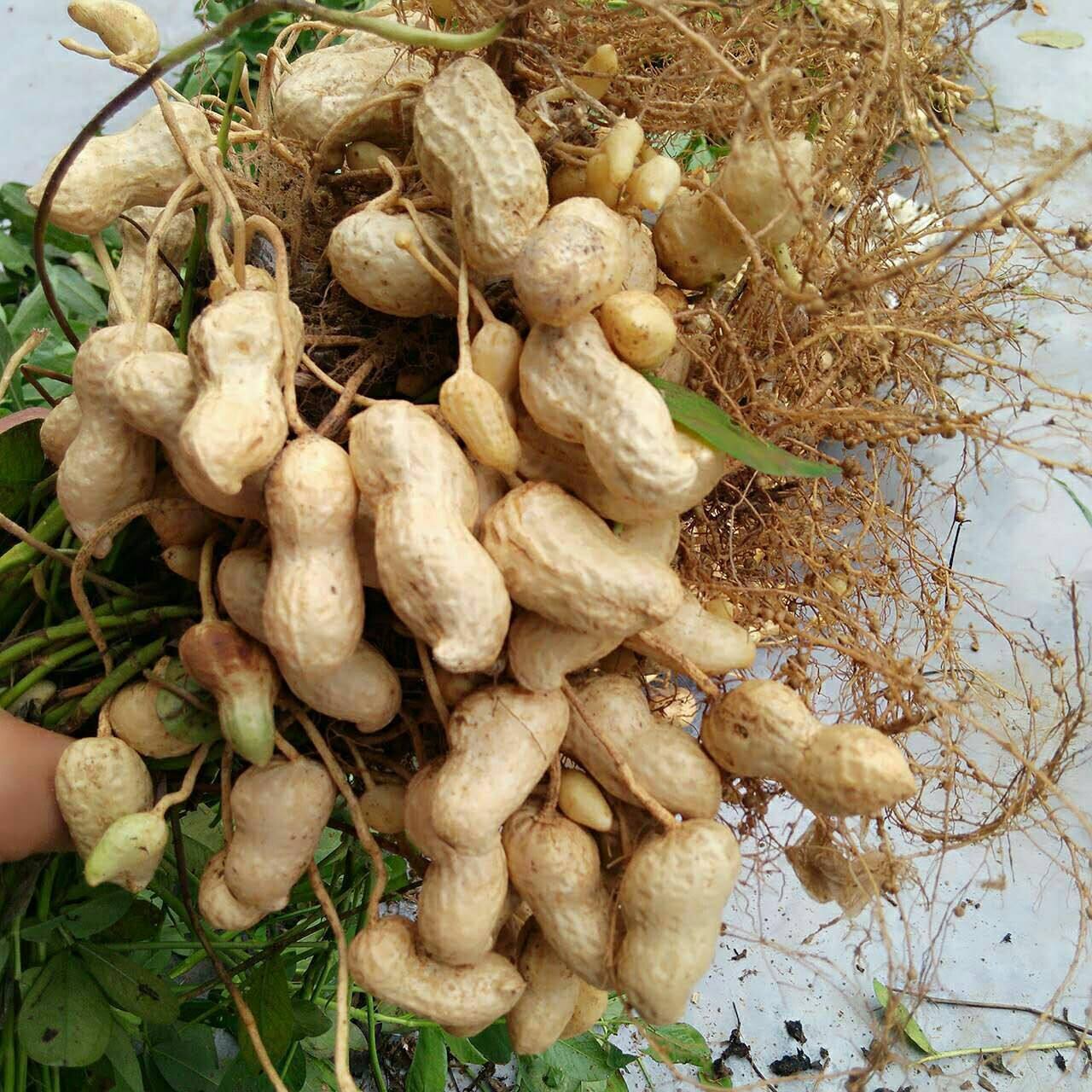 花生和它一起煮胜吃无数补药告诉家里煮饭的人