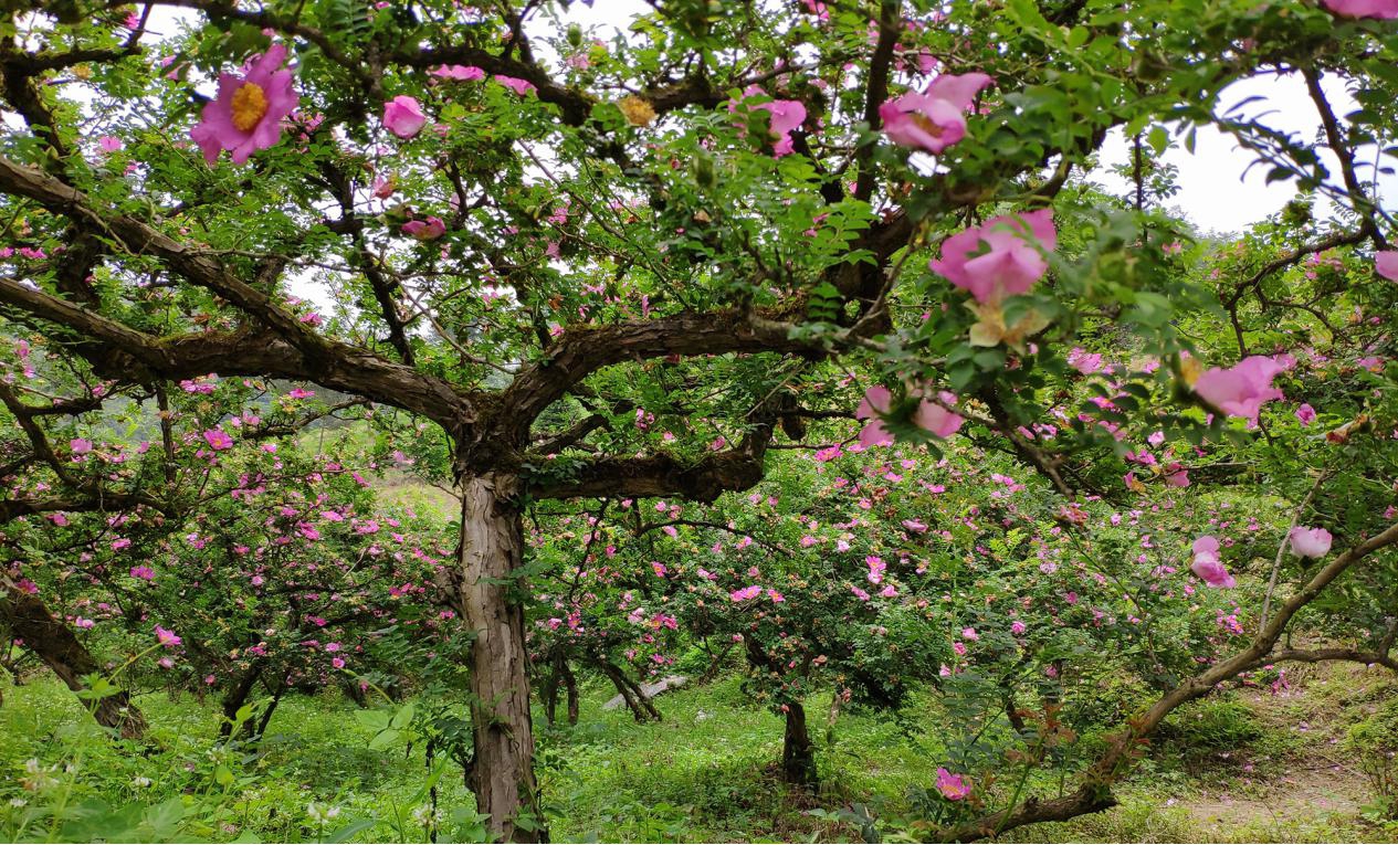 是目前贵州乃至全国连片的最大,最长的天然刺梨种植基地,花开时节,蔚