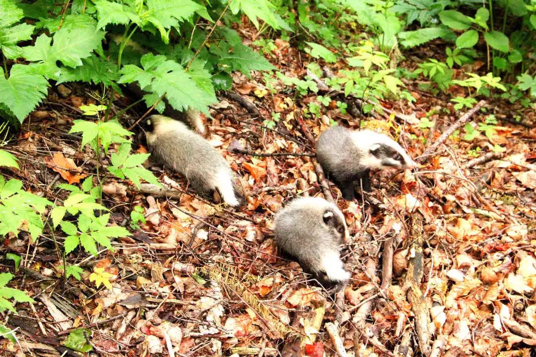 关爱野生动物密云区雾灵山自然保护区放归猪獾