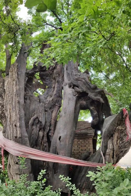 太原这里惊现古老"社树"!比洪洞大槐树树龄还长!(图)