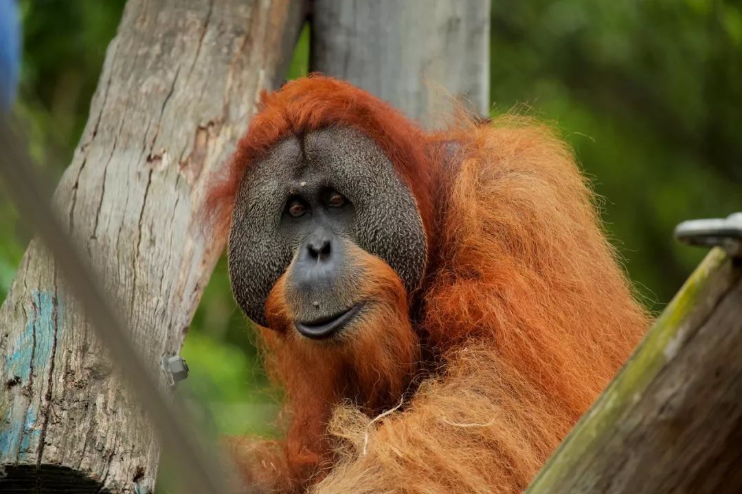 红毛猩猩kiani41岁啦