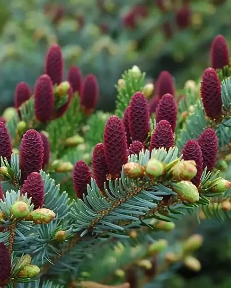 天呐太美了松树开花震惊你的双眼