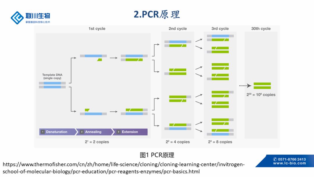 普通pcr 原理及應用分享 | 技術專題