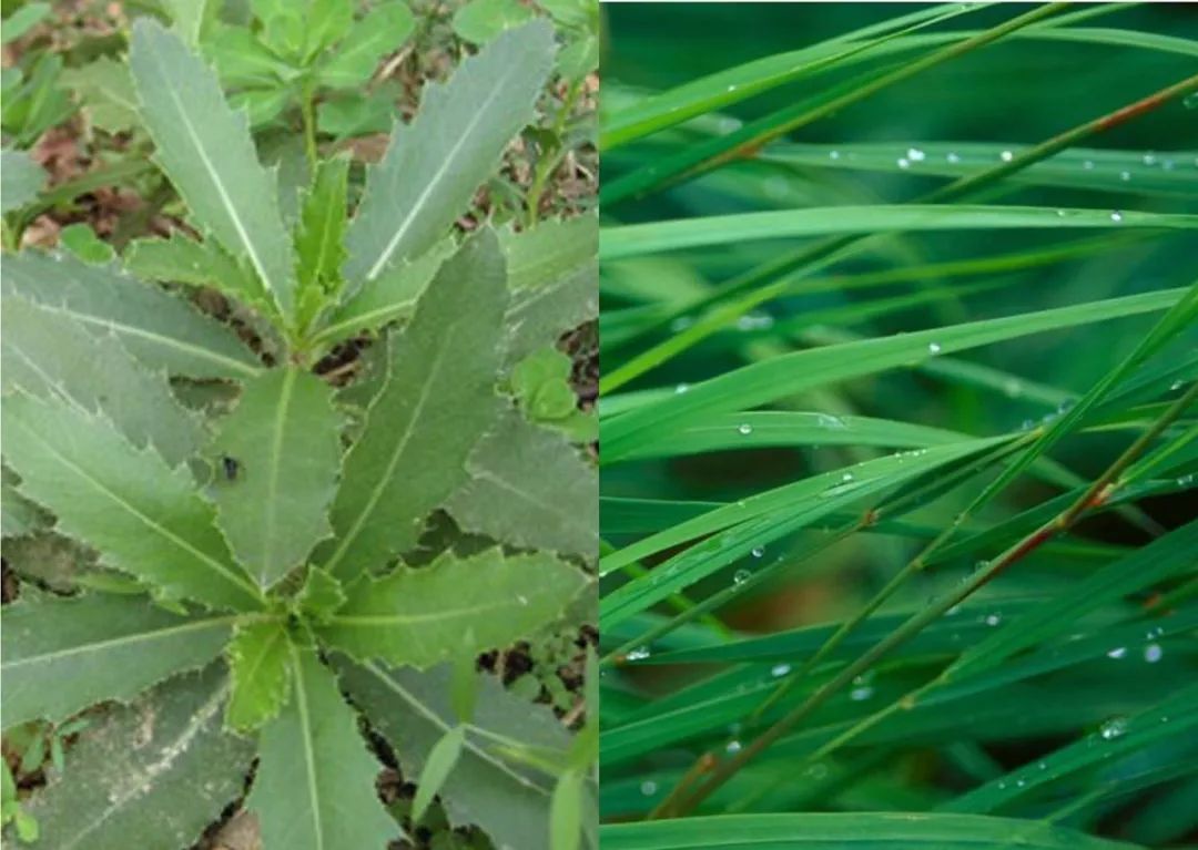 方便 易得 又便宜的钓草饵料_草鱼