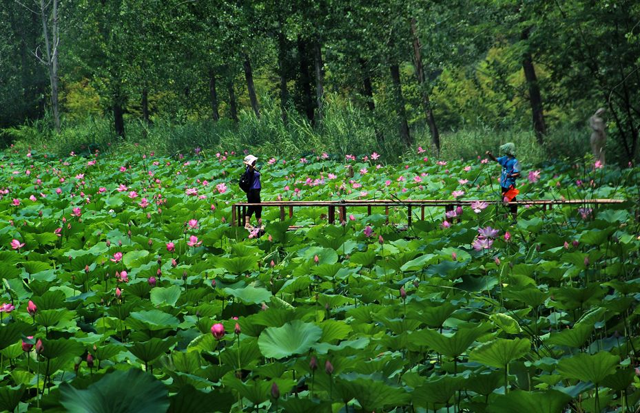 滕州微山湖红荷湿地红荷湿地开放垂钓啦