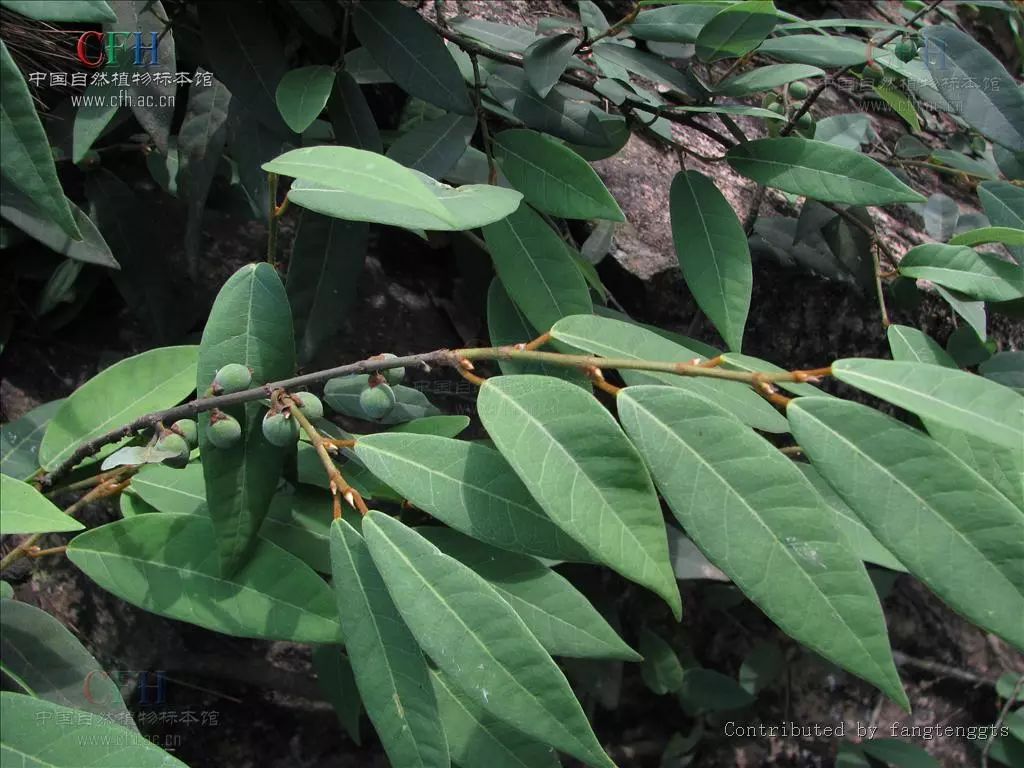 用"牛奶仔"炖猪脚,好吃又强身.功能主治:内服:水煎或炖肉,30-60g.