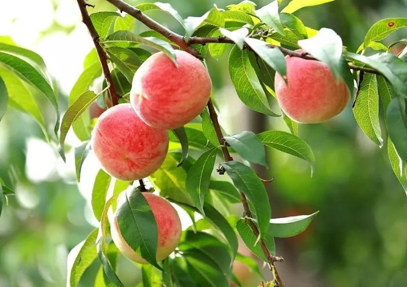 来自迁安的礼物亚滦湾首批仙桃即将上线开始预订