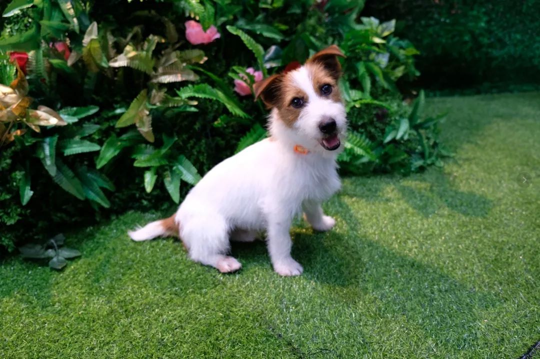 烧脑时间丨绿野仙踪翡翠城灵感桌游挑战大小朋友脑力极限