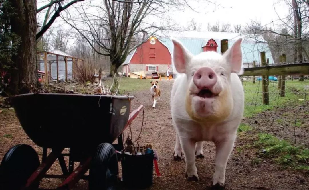 加拿大夫妇养的小型宠物猪长到650磅铲屎官没有嫌弃反而很惊喜