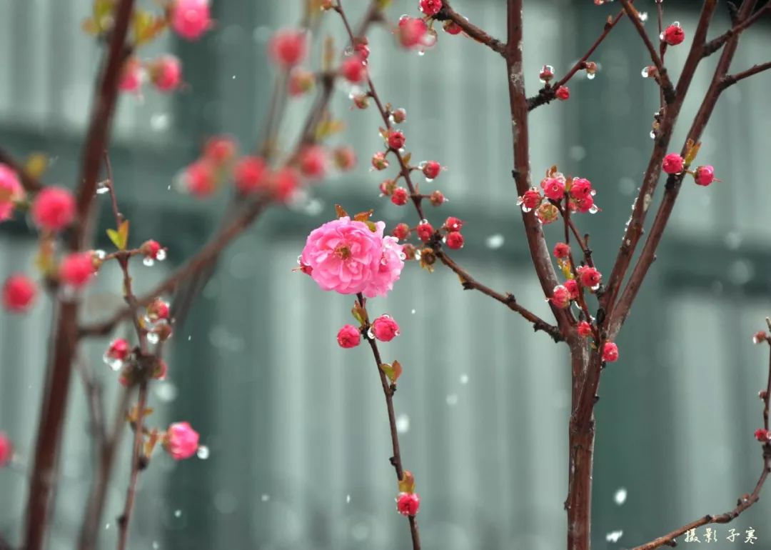 【特别关注】李红桃摄影作品赏析 ·《冬雪与夏花的邂逅》