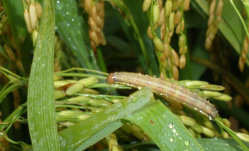 警惕二代粘虫即将暴发为害请及时防治
