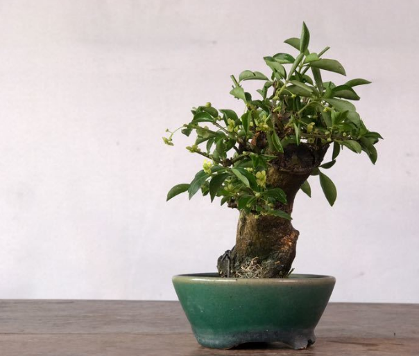 原创欣赏日本盆景作品,从盆景中欣赏到美,是盆景人的追求和最大乐趣