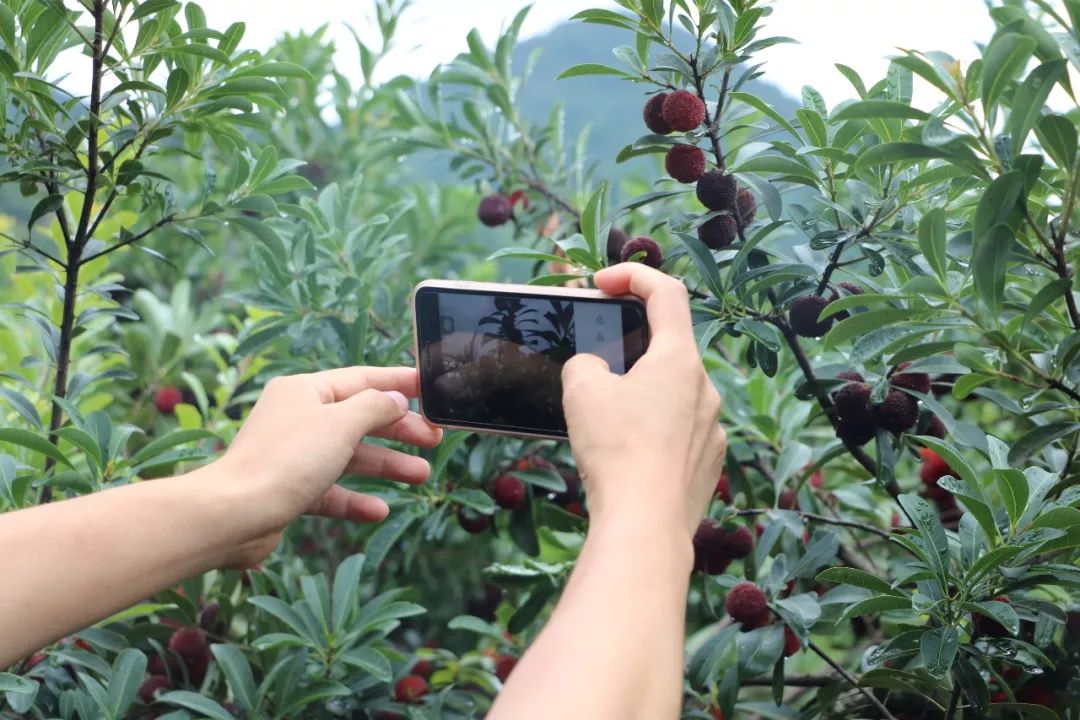 快来吃杨梅2019慈溪杨梅节今天开幕啦