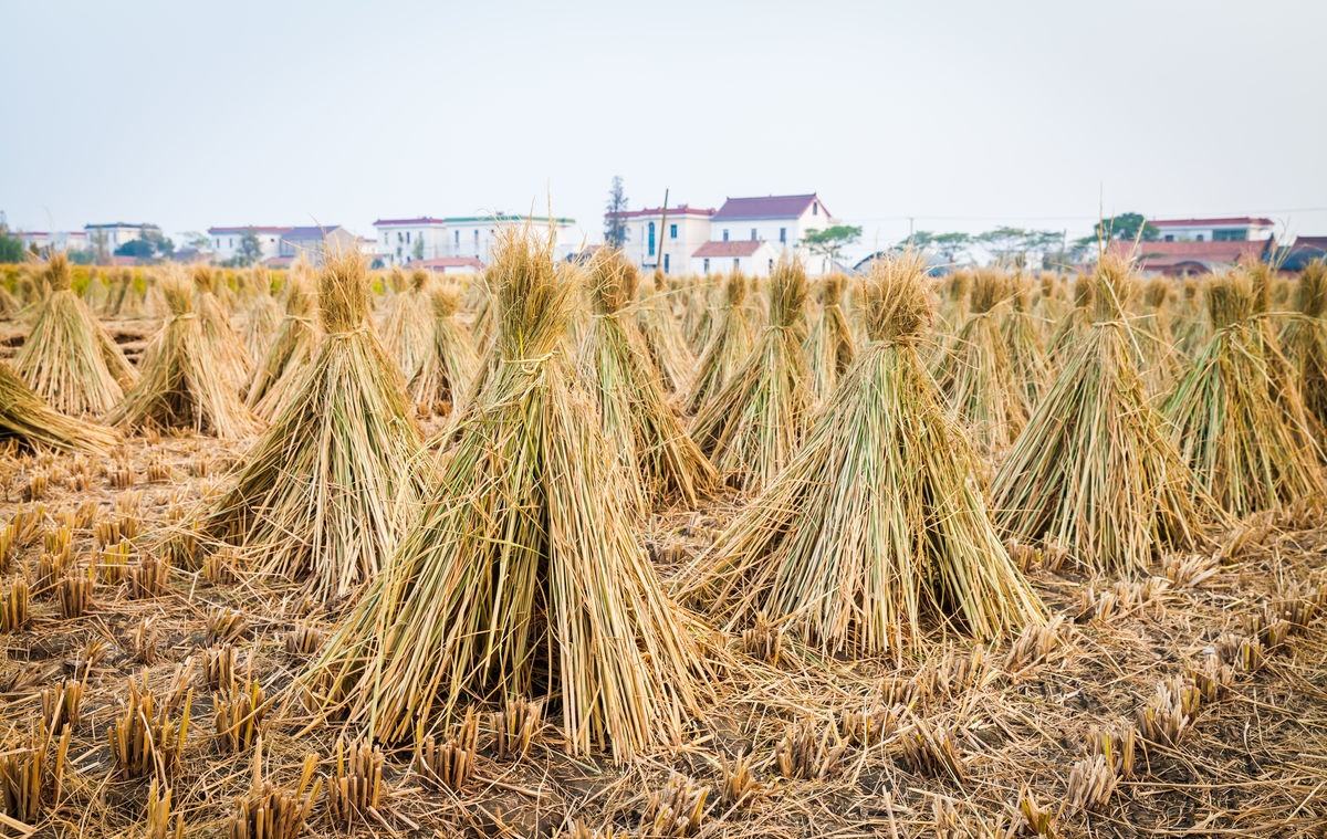 秸秆禁燃之后农村收麦再出一禁令老农不习惯但得适应