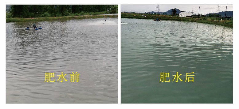 黄骨鱼塘雨后倒藻如何快速肥水