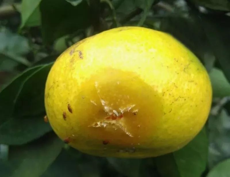 果实蝇又来了快点这里