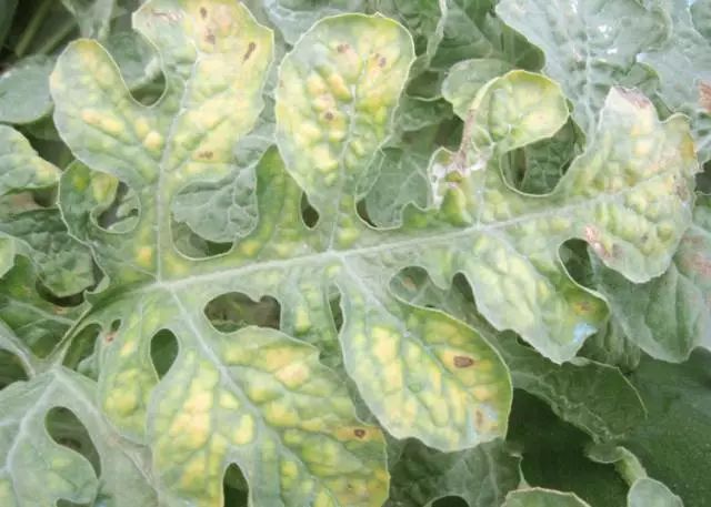 西瓜缺素了怎么管理补好这些营养元素让西瓜大卖