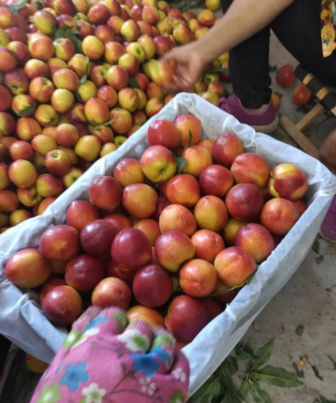 润!甜!黄心大油桃新鲜下树,现摘现发,比市场上便宜多了!