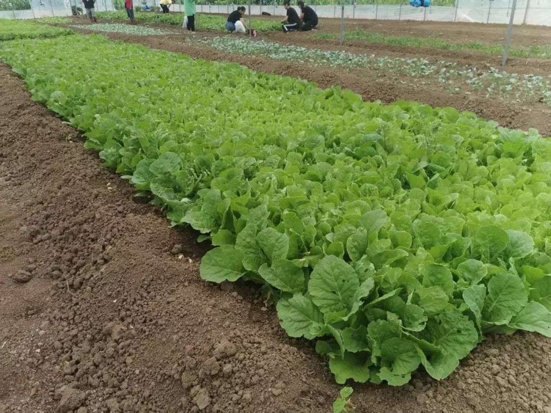 尋味寧南丨這家餐廳擁有自家農場食材新鮮原汁原味每天食客慕名而來