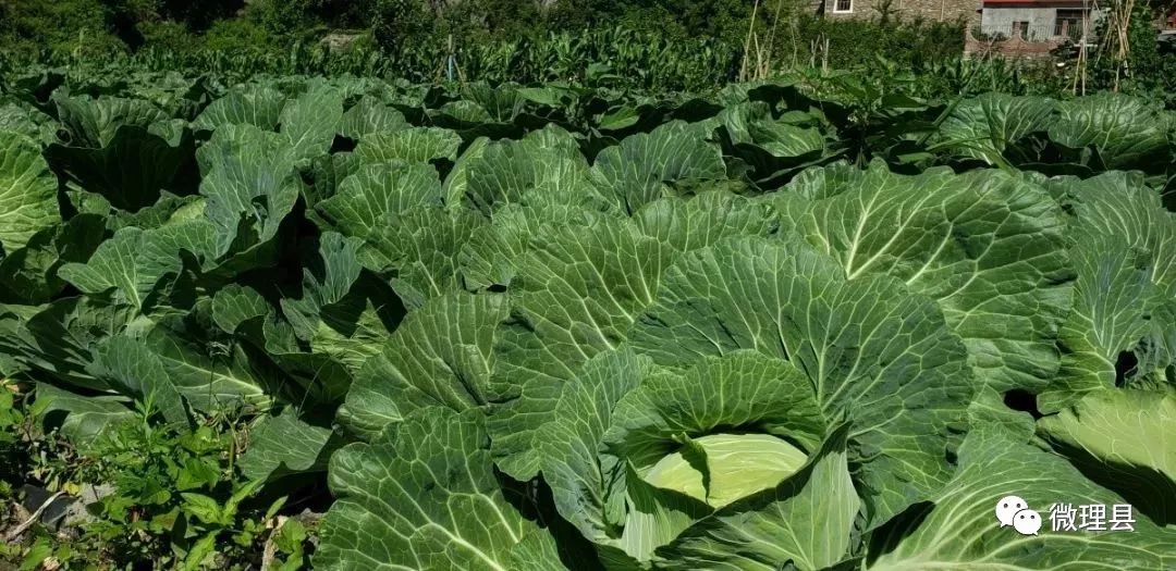 受地理位置和海拔等因素影响,目前,朴头,蒲溪等乡镇的大白菜已陆续