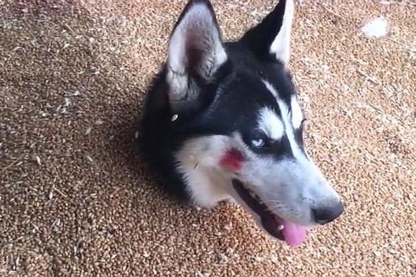 二货主人活埋了哈士奇,二哈好可怜哪