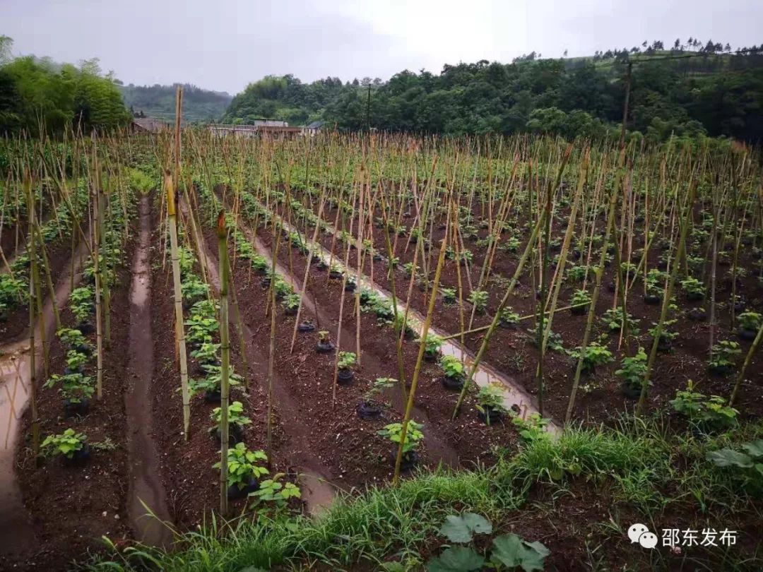 葛仙米种植图片