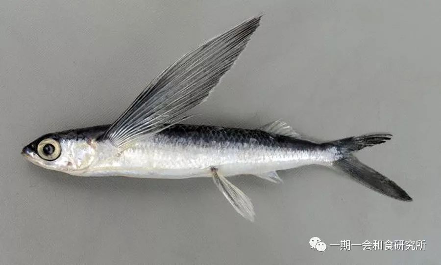 我们的征途是星辰大海——飞鱼_分类
