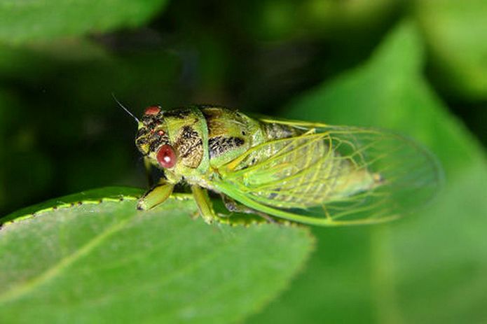夜来香一阵柔风轻拂过宛若霓裳袖飞扬悠然清香入四方夜里开花半夏长
